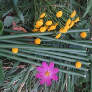 Свечи зеленые восковые часовые