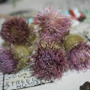 Травы: Чертополох (15 грамм)