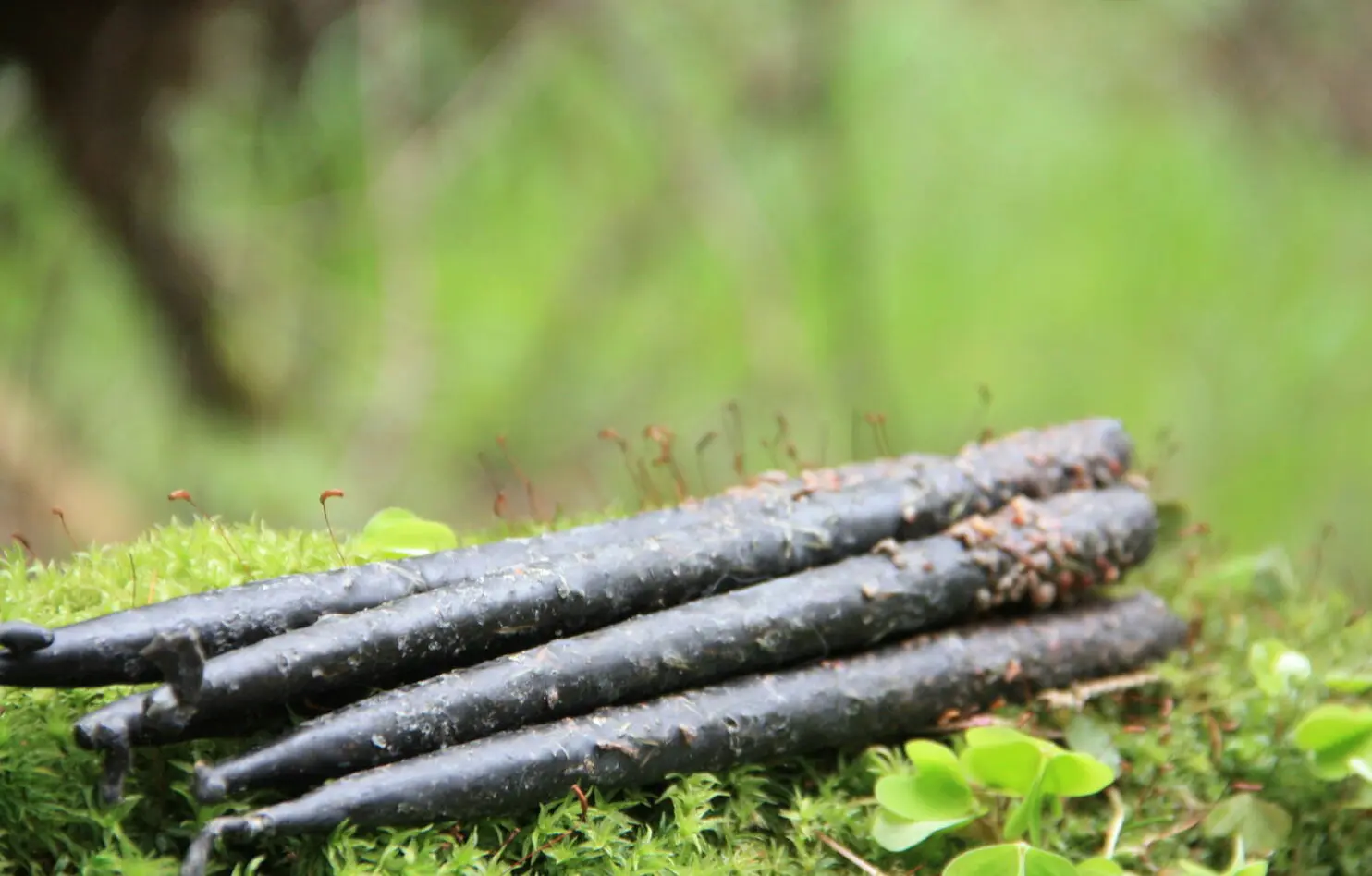 Свеча на очищение "Можжевельник" — изображение 2