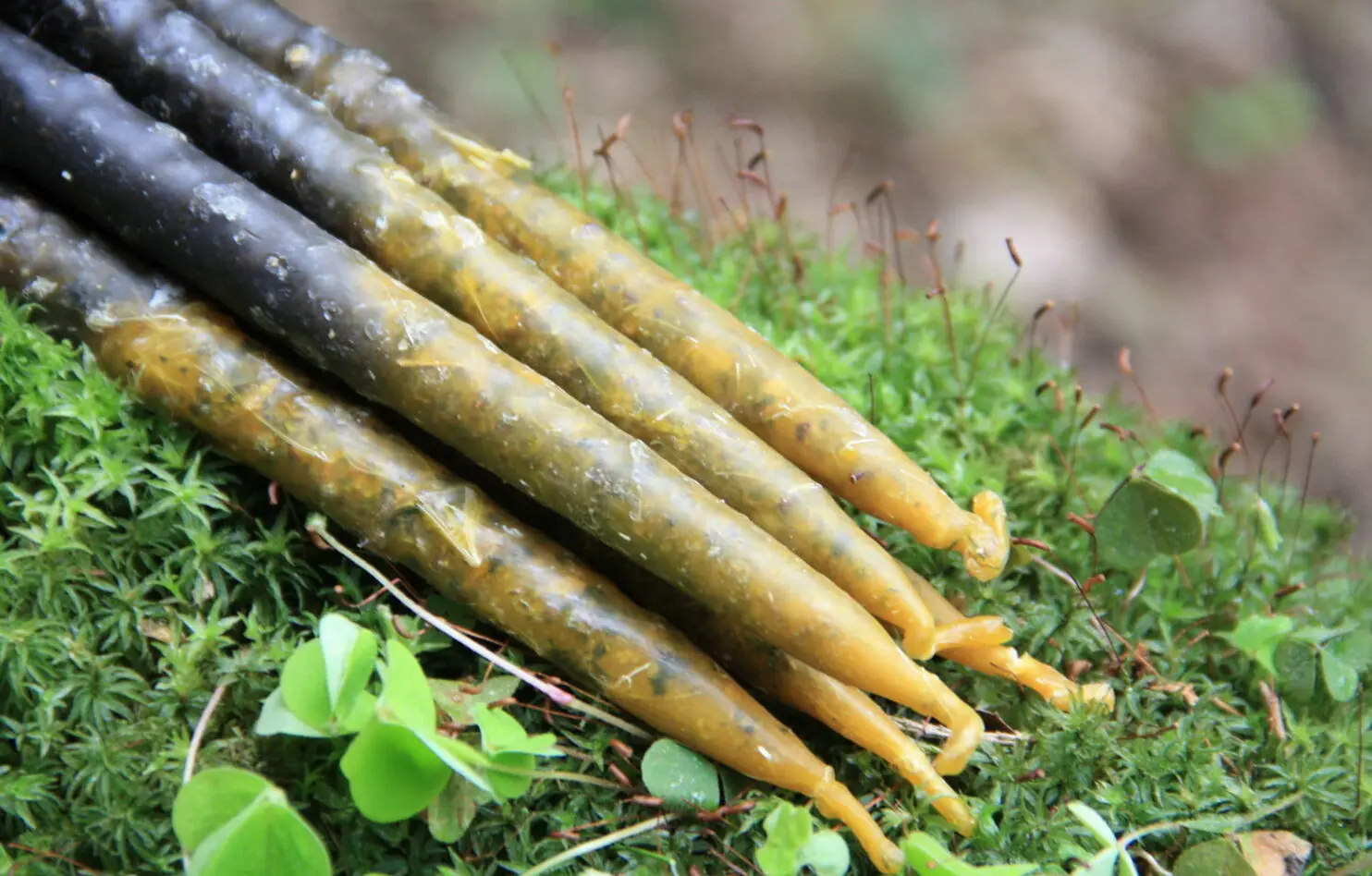 Свечи "Очищение 9 трав" — изображение 2