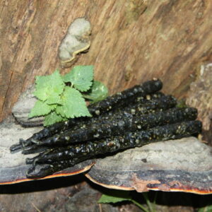 Свеча ЧИСТЫЙ ЧЕТВЕРГ