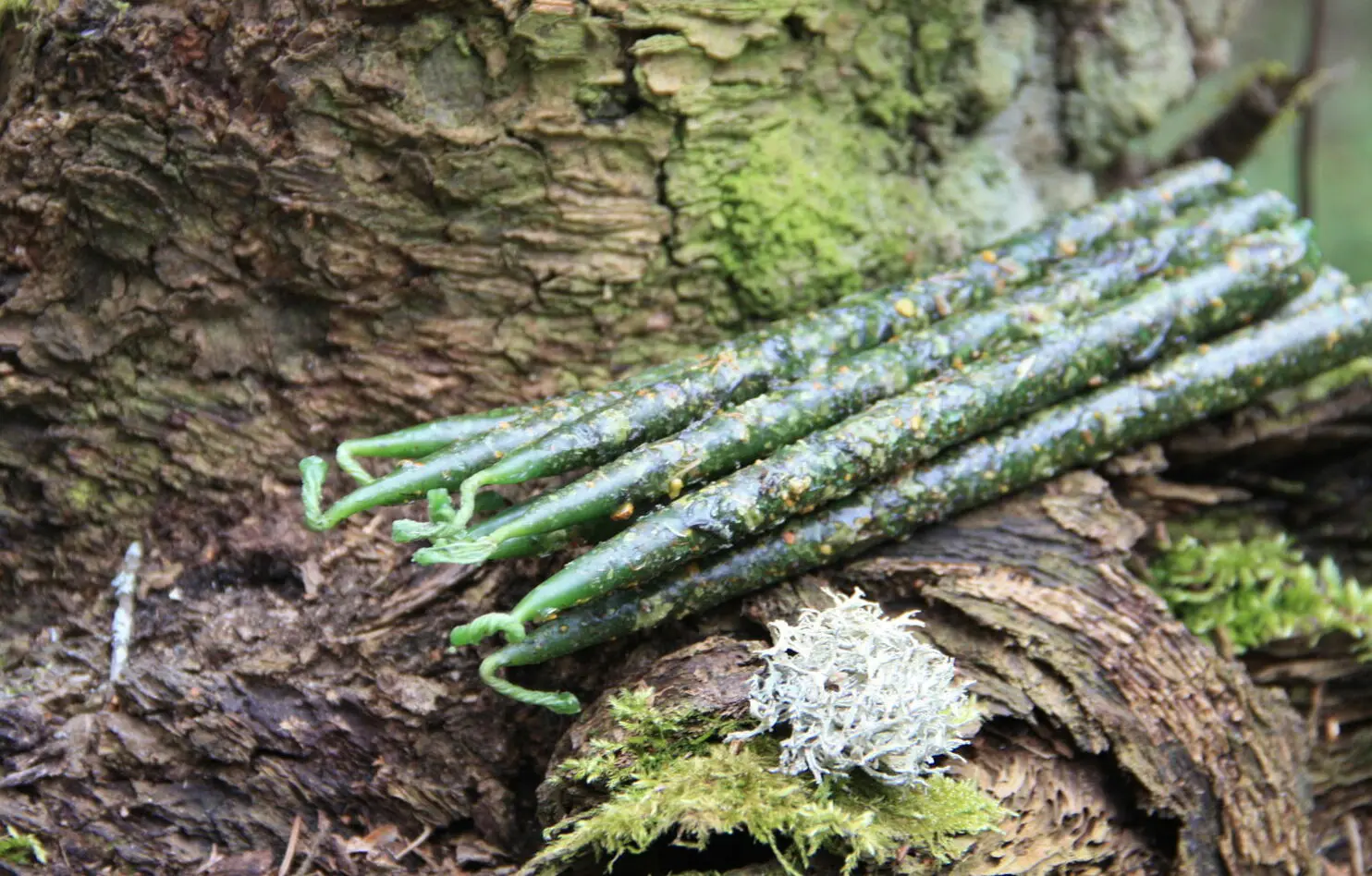 Свеча "Деньги и удача" — изображение 2