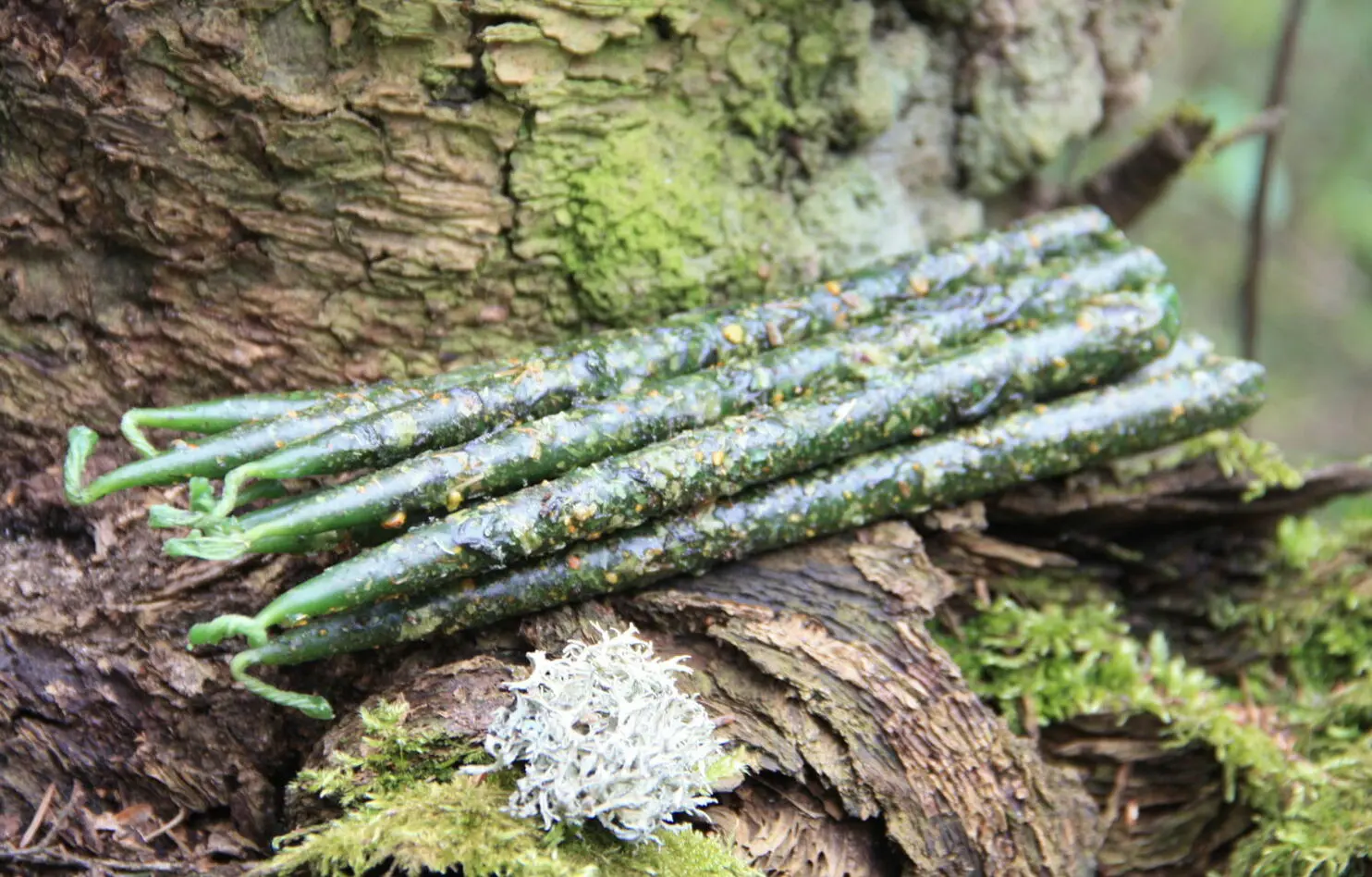 Свеча "Деньги и удача" — изображение 3