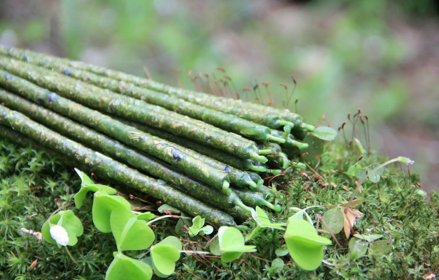 Свеча "Привлечение денег и удачи" (малая) — изображение 2