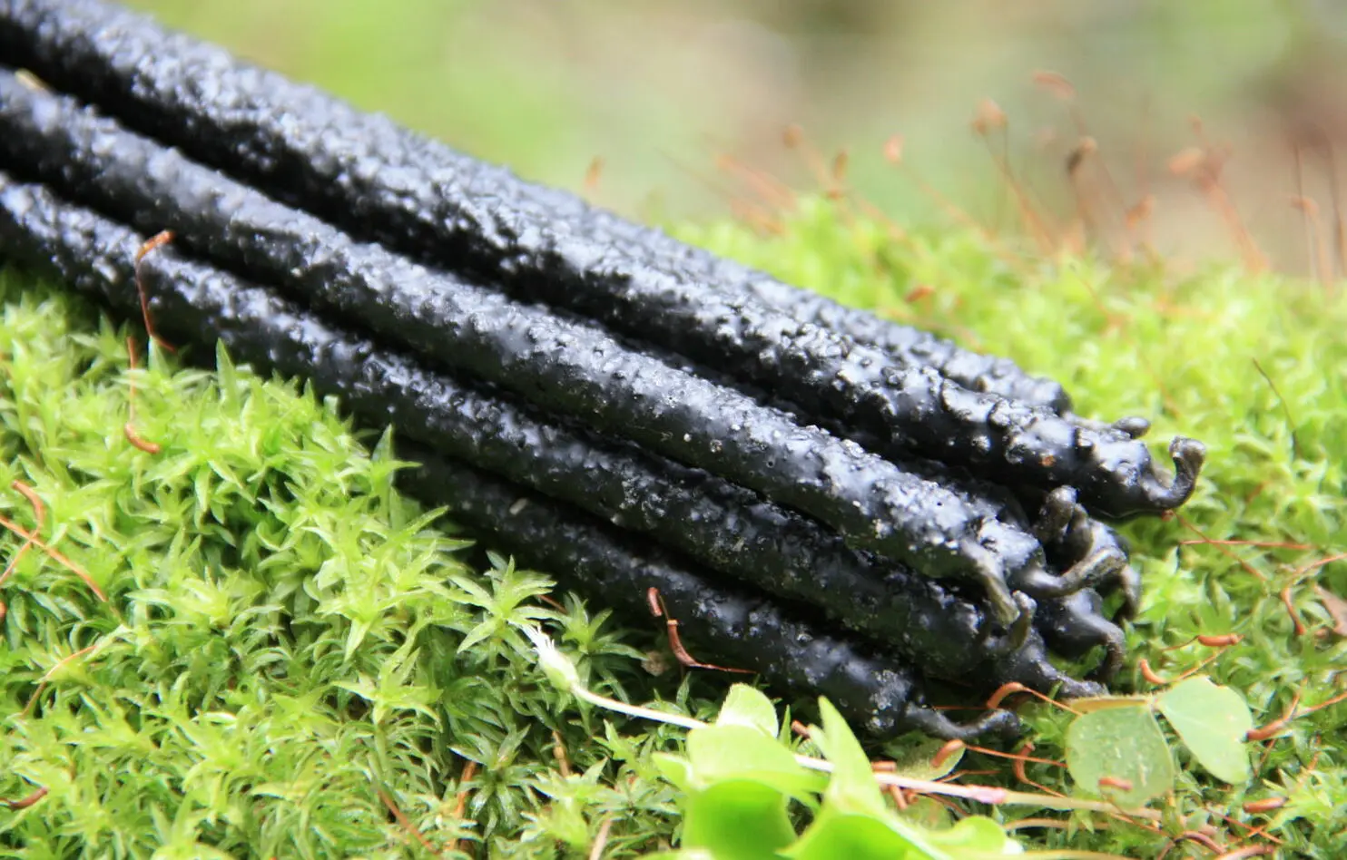 Свеча черная с четверговой солью — изображение 2