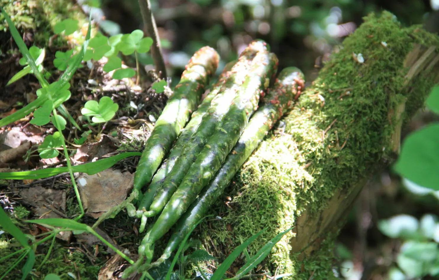Свечи Мабона: Денежное благополучие — изображение 3