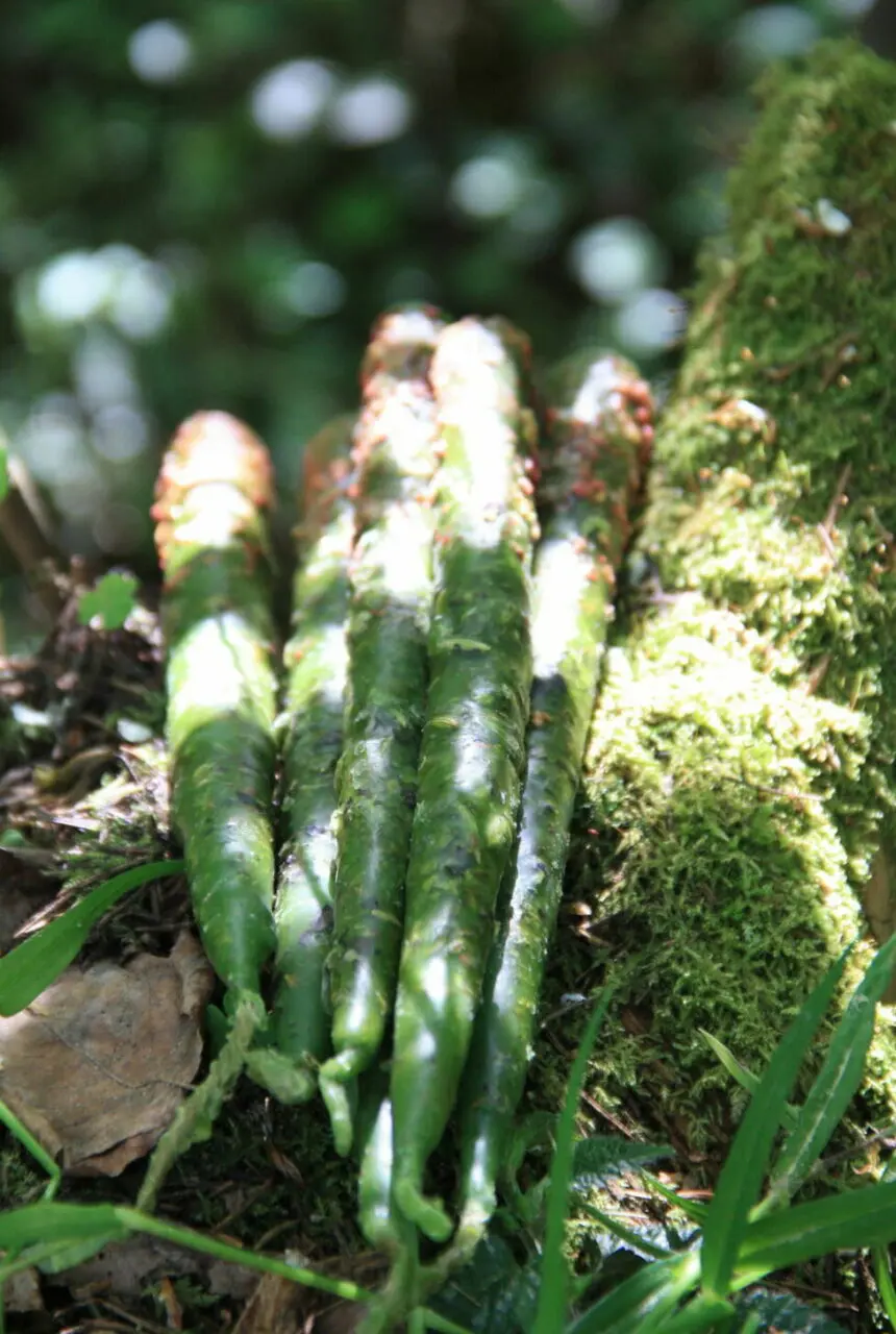 Свечи Мабона: Денежное благополучие — изображение 4