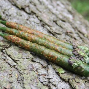 Свеча Мабона ДЕНЕЖНАЯ