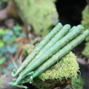 Свеча маканая "Идеальное здоровье"