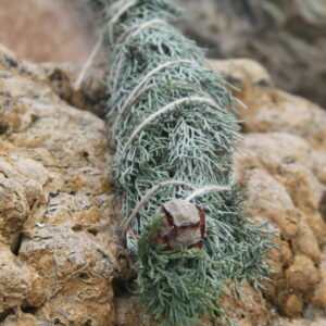 Скрутка Кипарис