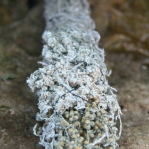 Скрутка "Сила Полыни"