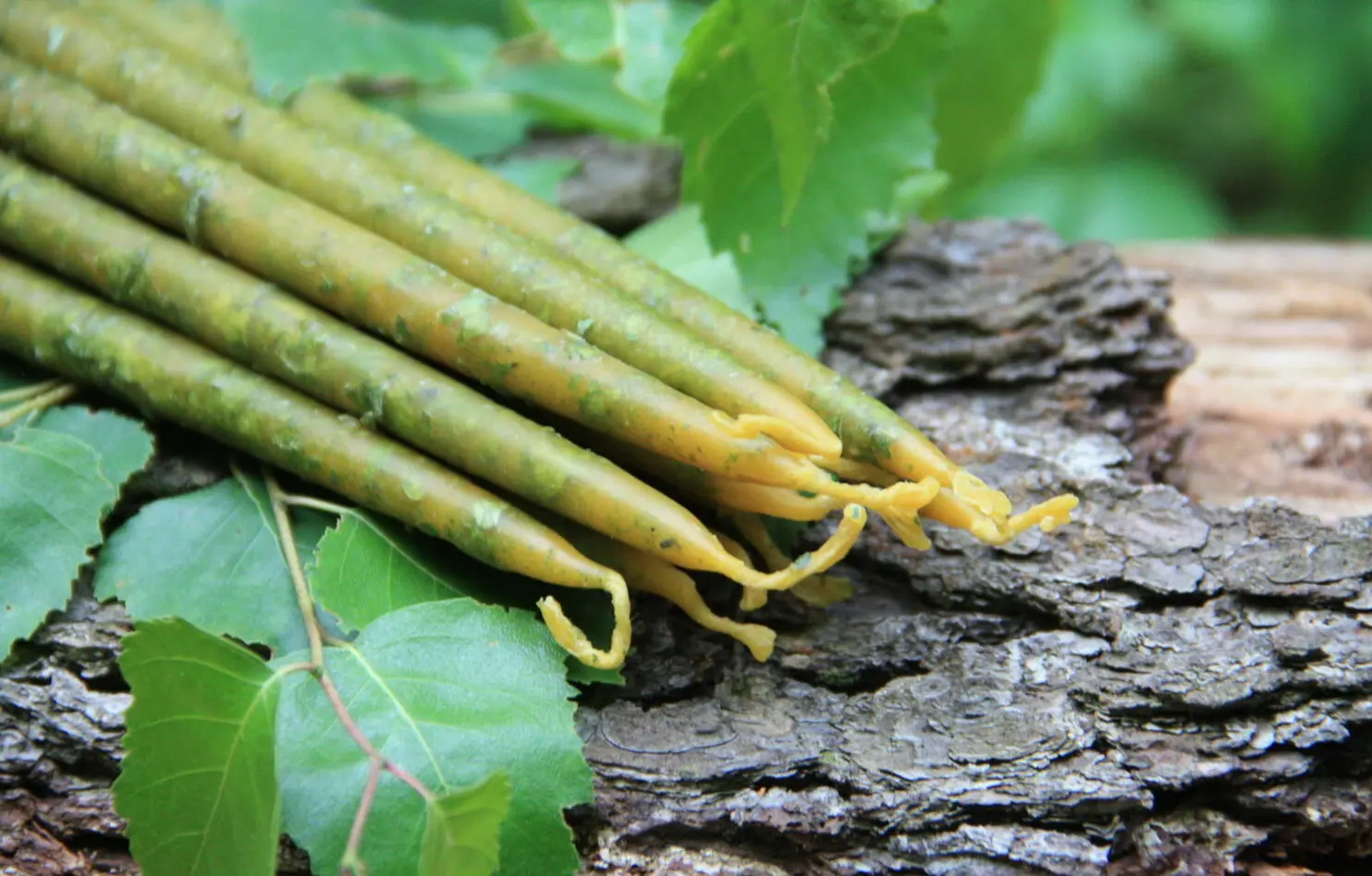 Свеча восковая с ОСИНОЙ — изображение 3