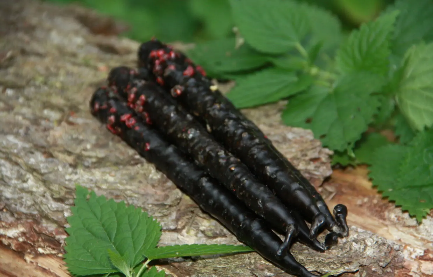 Свечи Самайна: "Жгучая" чистка — изображение 2