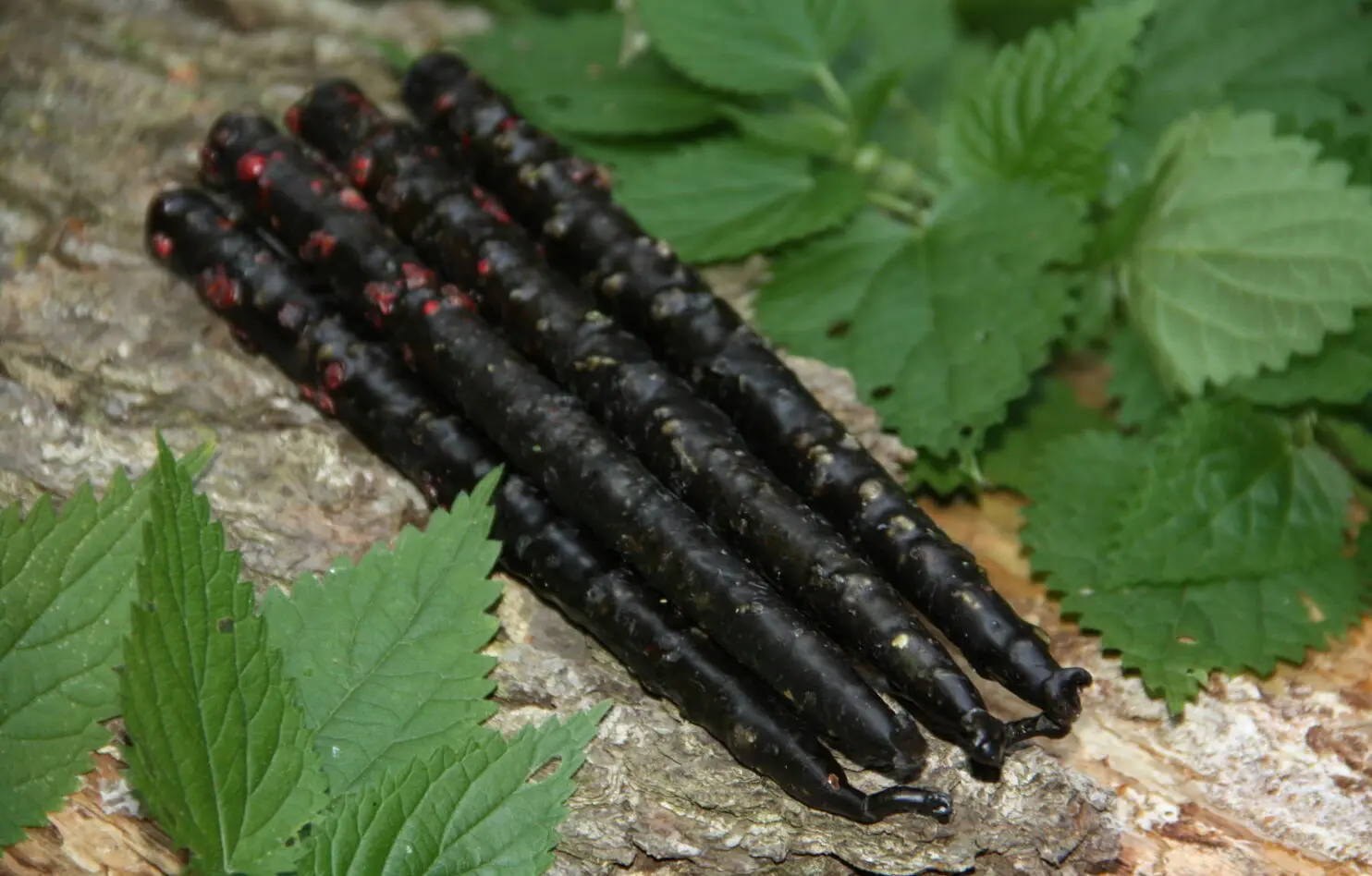 Свечи Самайна: "Жгучая" чистка — изображение 3