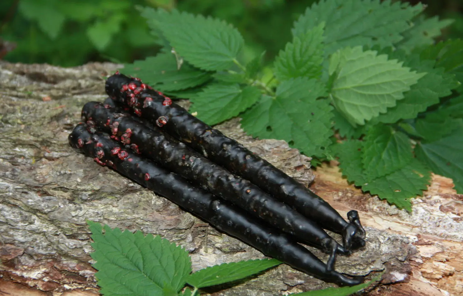 Свечи Самайна: "Жгучая" чистка — изображение 4