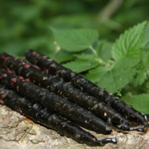 Свечи Самайна: "Жгучая" чистка