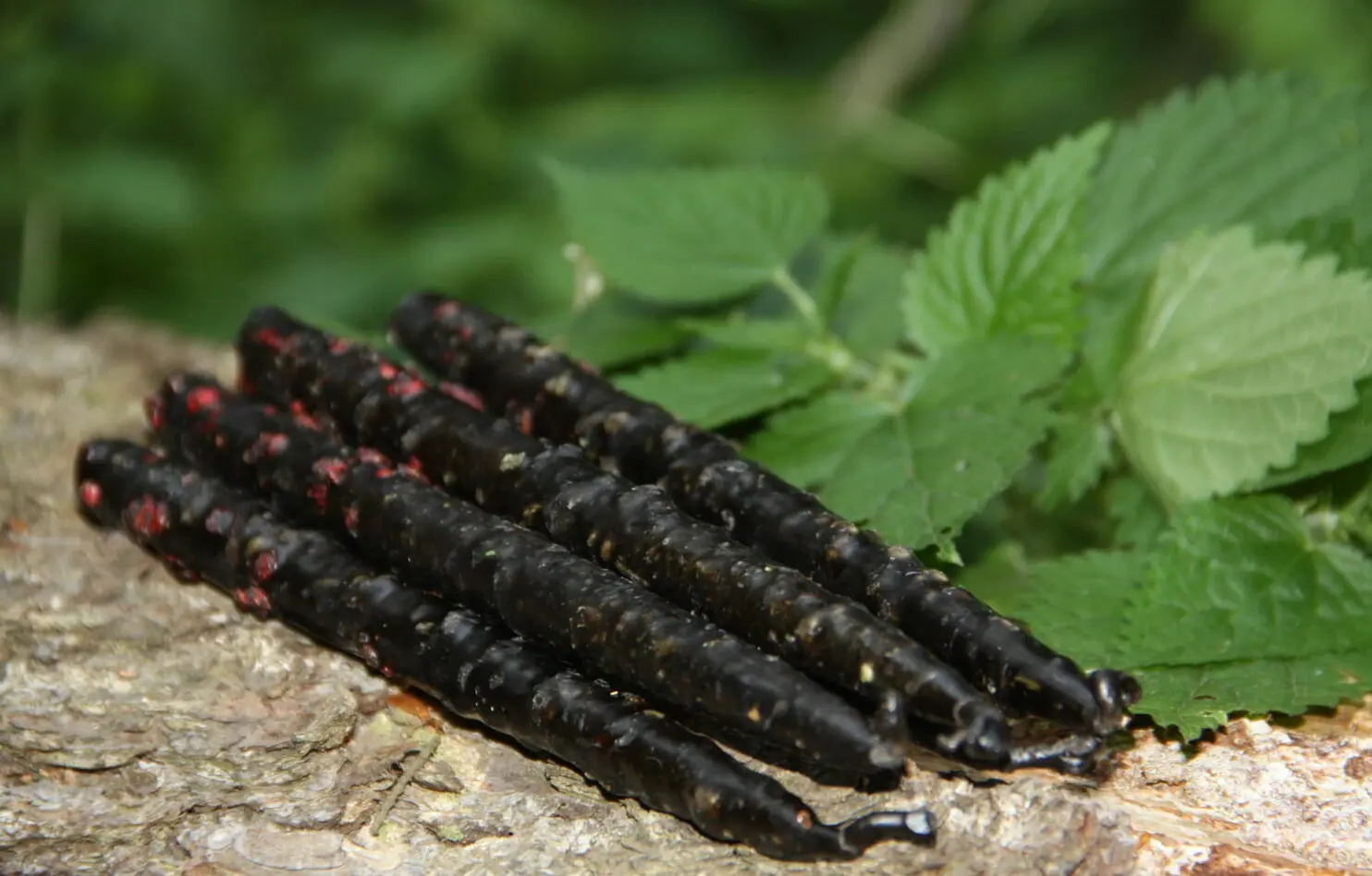 Свечи Самайна: "Жгучая" чистка