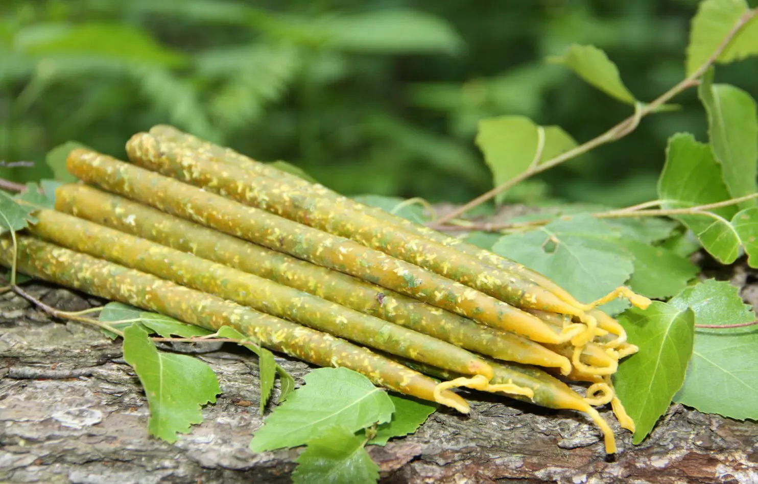 Свеча с березой — изображение 2