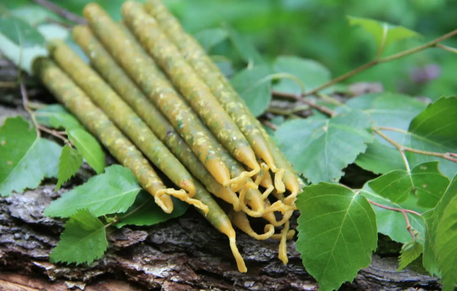 Свеча с березой — изображение 3