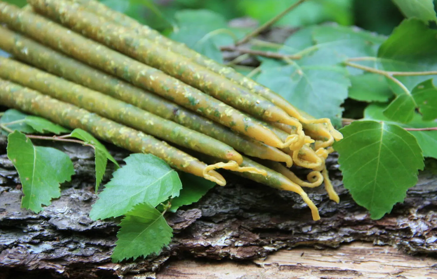 Свеча с березой — изображение 5