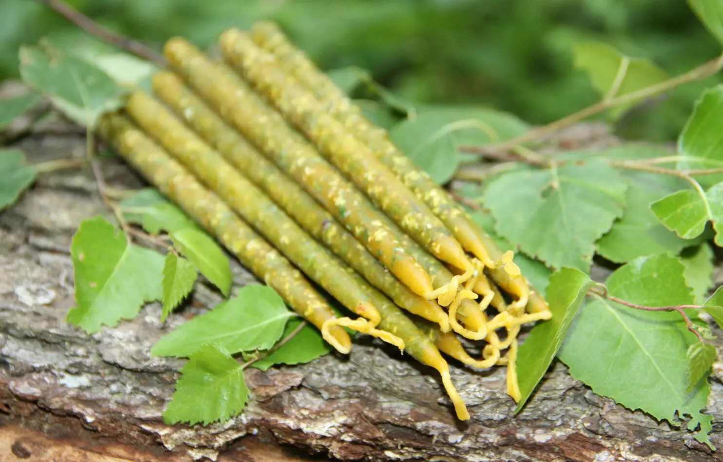 Свеча с березой