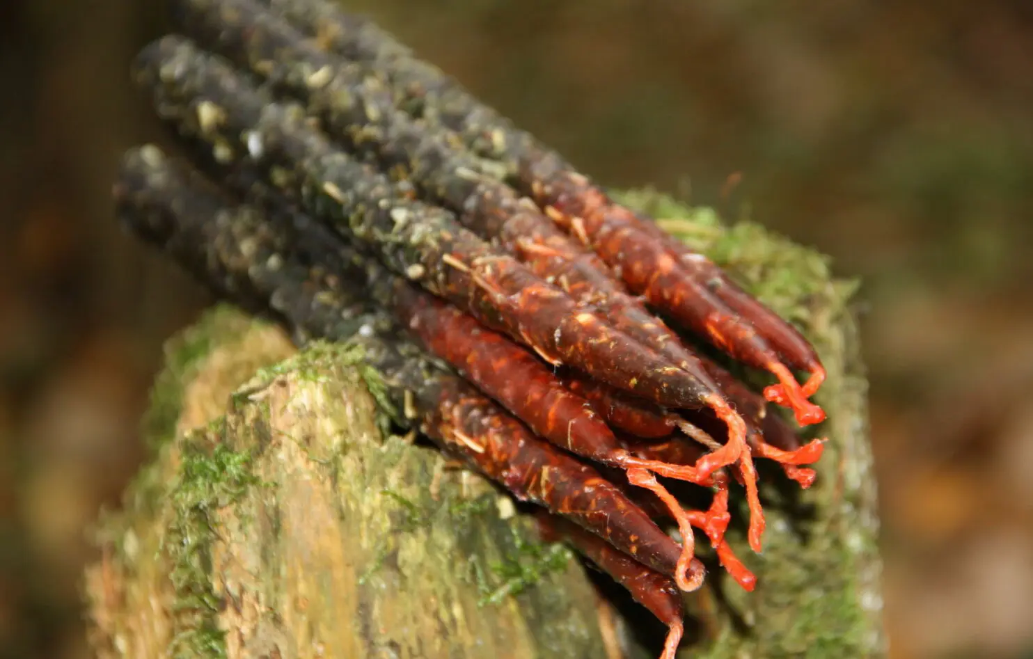 Свеча-чистка: "От зависти, сплетен, сглаза" — изображение 2