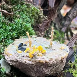 Земляная свеча "Очищение"