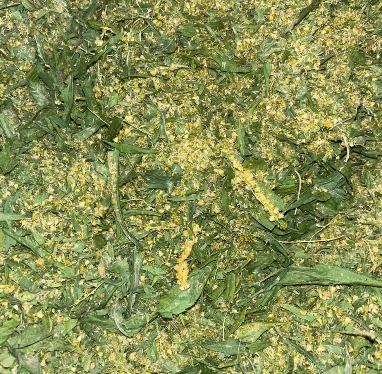 Золотарник. Сбор 2024 года (30грамм) — изображение 2