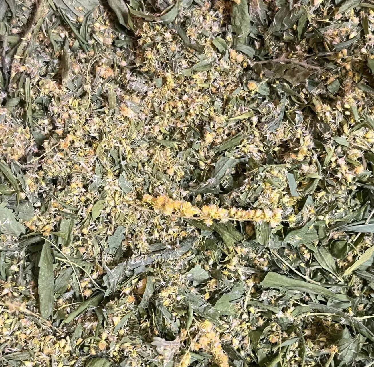 Золотарник. Сбор 2024 года (30грамм) — изображение 3