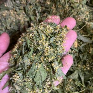 Золотарник. Сбор 2024 года (30грамм)