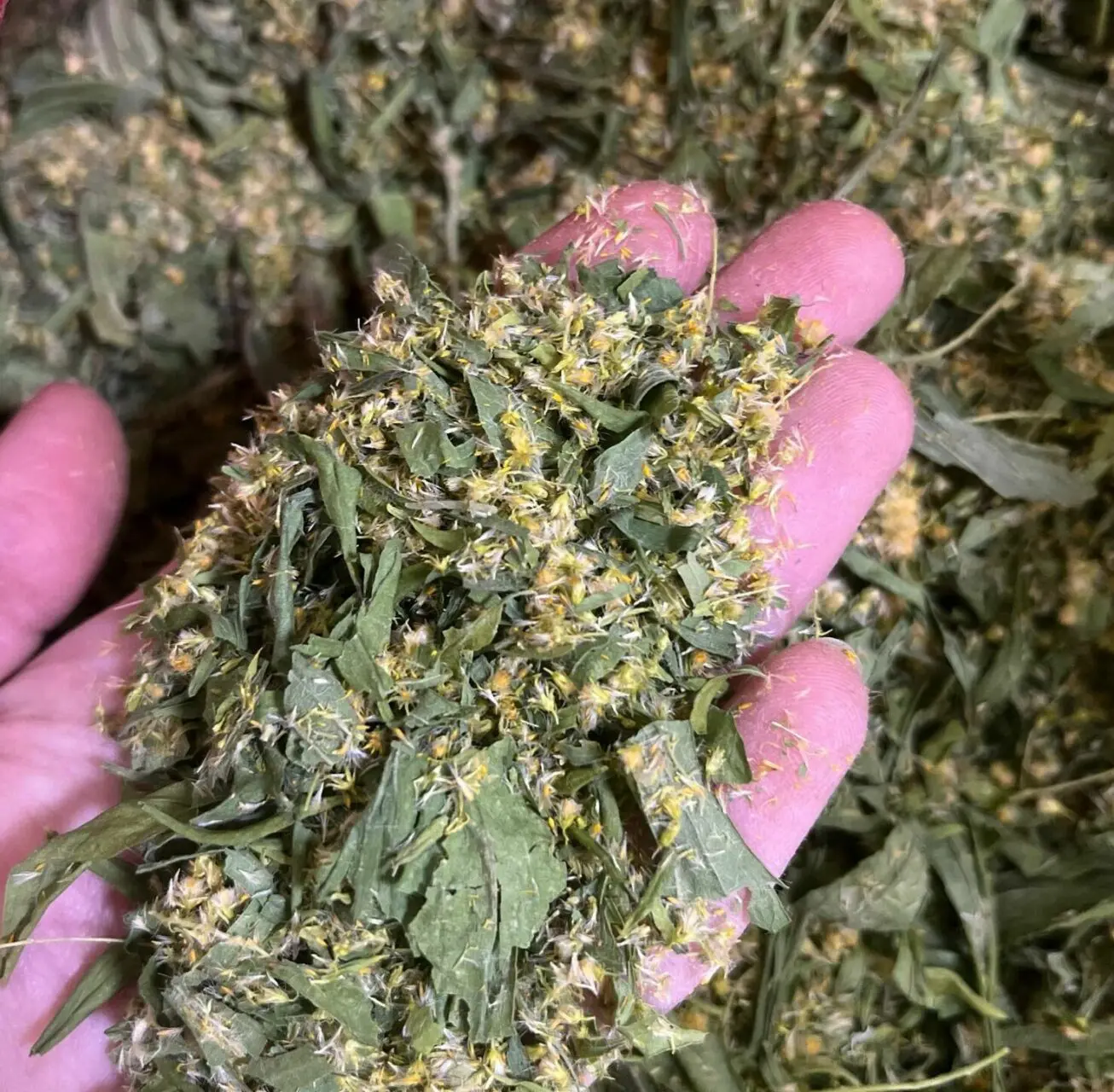 Золотарник. Сбор 2024 года (30грамм)